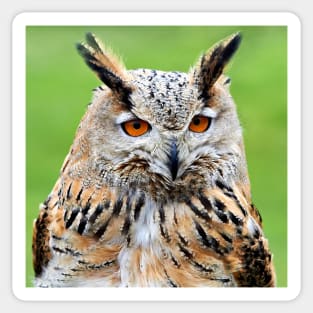 Eurasian Eagle Owl Sticker